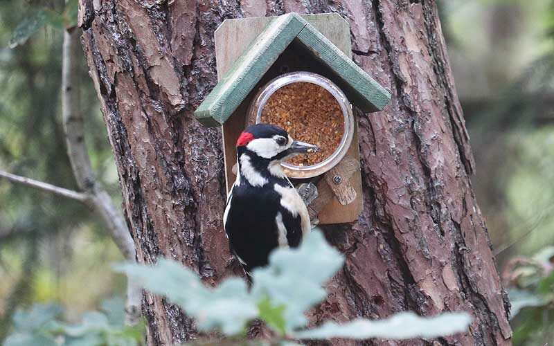 Dieren, vogels, bonte specht