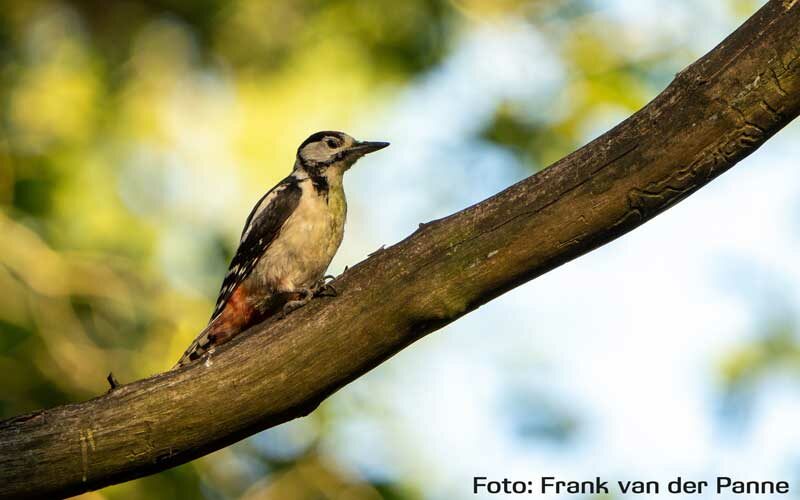 Vogels, drenthe, bonte specht