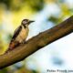 Vogels, drenthe, bonte specht