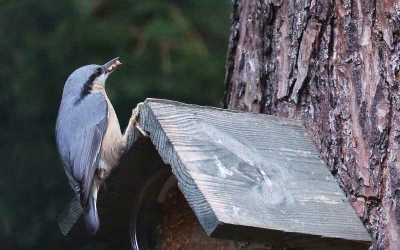 Boomklever, vogels, Drenthe