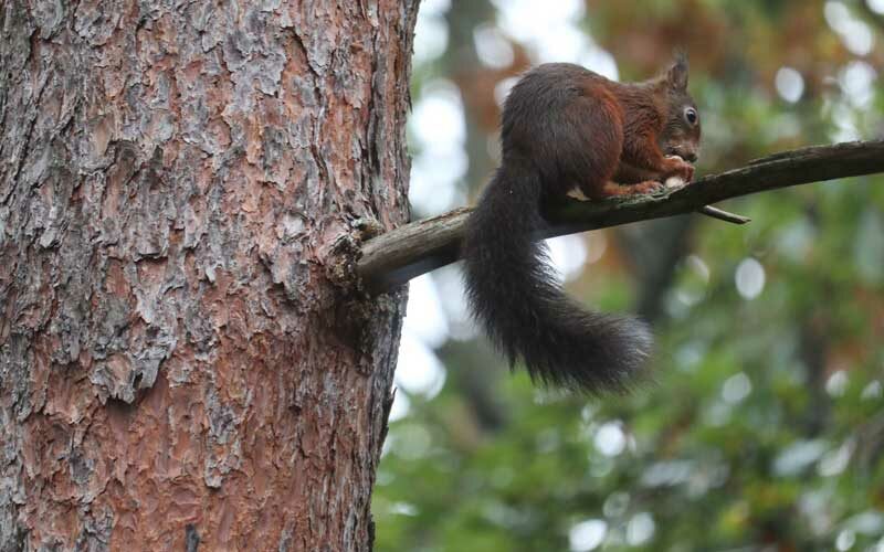 Dieren, Eekhoorn, natuurhuisje