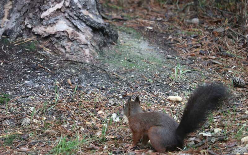 Dieren, eekhoorn, natuurhuisje