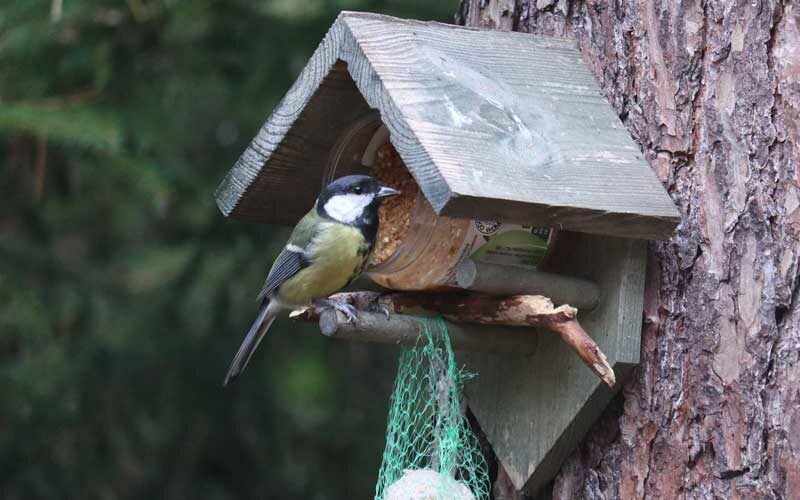 Vogels, koolmees, natuurhuisje