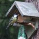 Vogels, koolmees, natuurhuisje