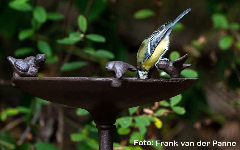 Vogels, koolmeesje, natuurhuisje