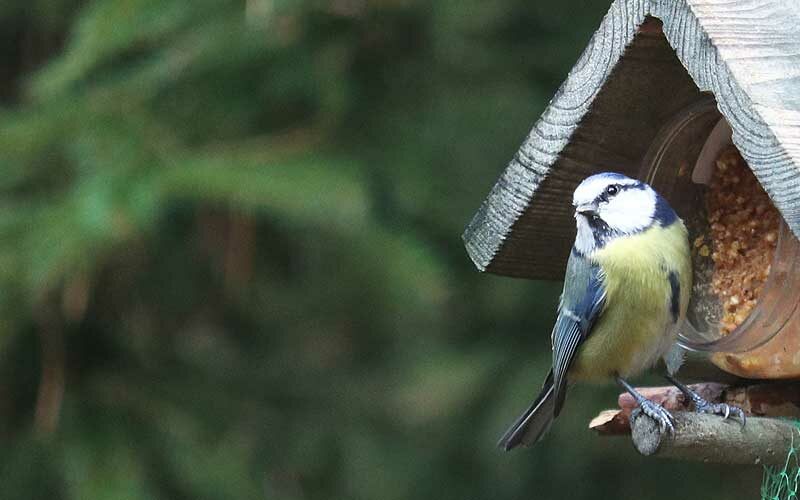 Vogels, Drenthe, pimpelmees