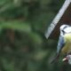 Vogels, Drenthe, pimpelmees