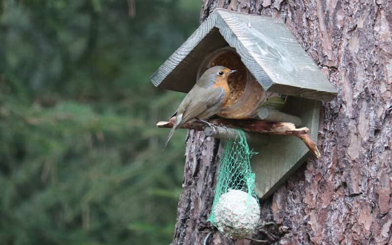 Vogels, dieren, roodborstje