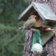 Vogels, dieren, roodborstje