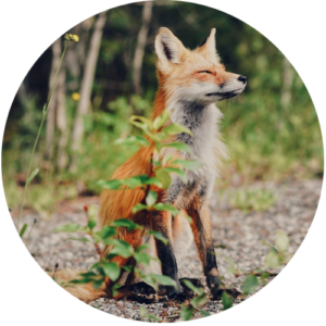 boshuisje - vakantiehuisje - de kleine rode vos